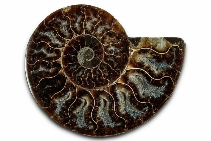 Cut & Polished Ammonite Fossil (Half) - Madagascar #354194